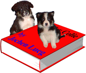 Two border
                    collie pups sitting on a book