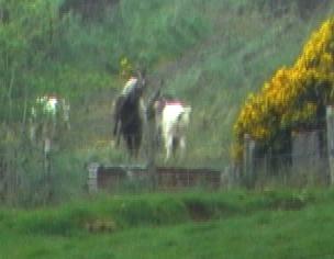 Fighting billygoats