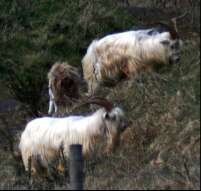 Two wild goats