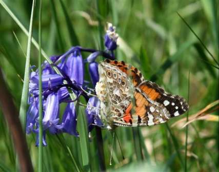 A butterfly on a bluebell