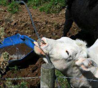 An inquisitive cow