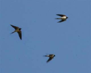 Three swallows