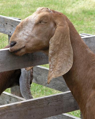 A very tired goat