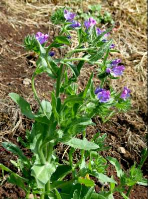 Purple viper's bugloss
