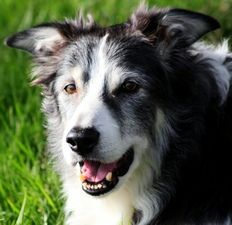 Tudor, the news-hound