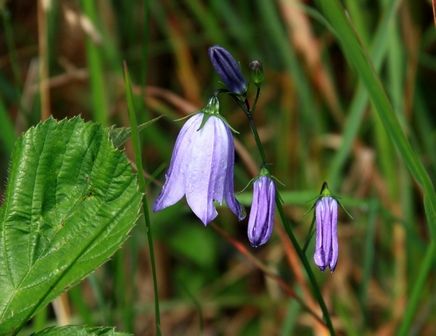 A harebell on Benevenagh