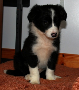 Jessie the new news-hound