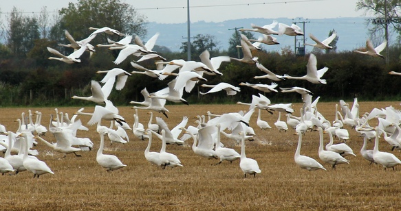 Several whooper swans in Myroe