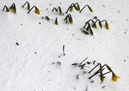 Daffodils in the snow