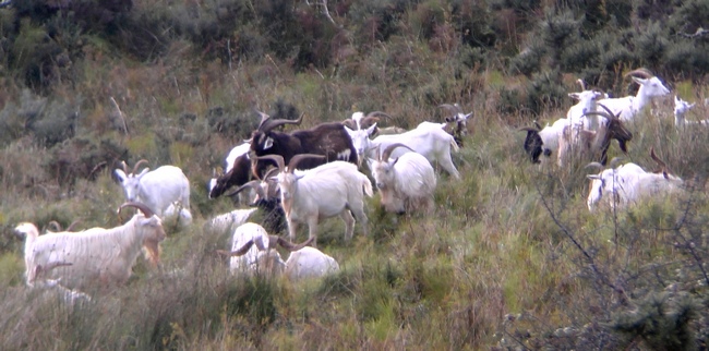Some wild goats in Aghanloo wood