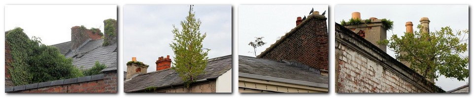 three or four roof gardens