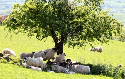 Sheep in the shadow of a bush