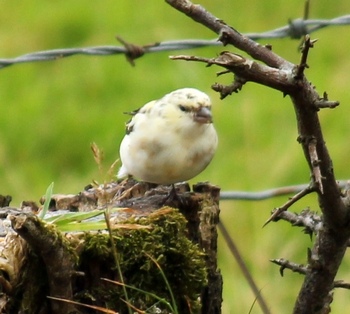 Freddy, the blonde finch