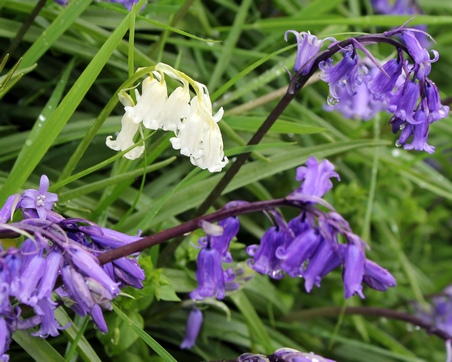 a white bluebell