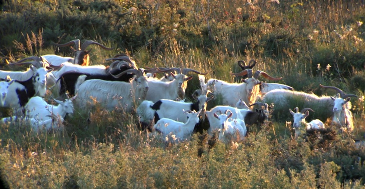 Wild goats on Benevenagh