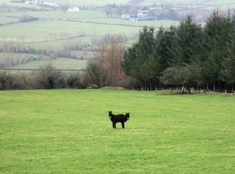 The Irish double headed donkey