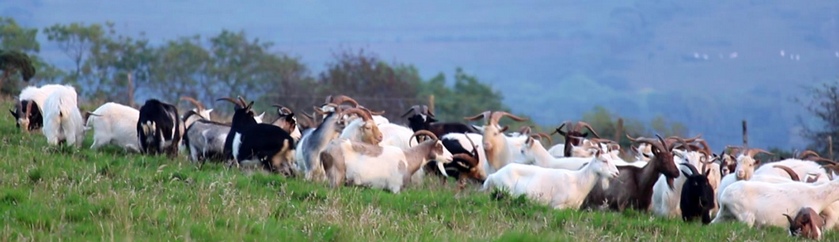 Wild goats