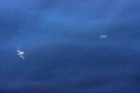 Two blurry bats