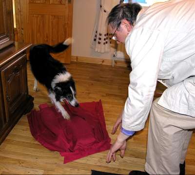 Sir Walter, the red cape and Tudor, the border collie