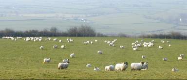 A sheep infested landscape