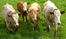 Four nosey cows facing the camera