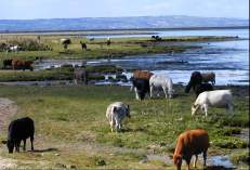 A heard of cattle grazing near the Roe mouth