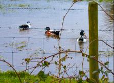 Ducks? My goodness