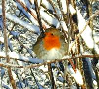 A cold robin
