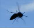 A wasp