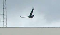 An optimistic buzzard