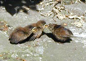 A wren feeding its young