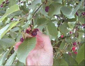 A hand picking wild cherries