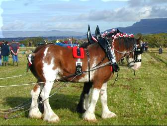 Two hee-haws and Benevenagh