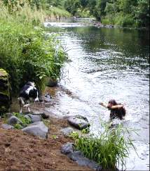 Two dogs playing in the Roe