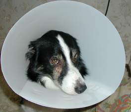 Tudor wearing a lamp shade