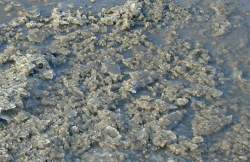 The finest Limavady slush