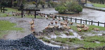 Too many ducks in the Country Park