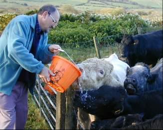 A sipping Bull