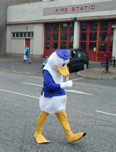 A duck