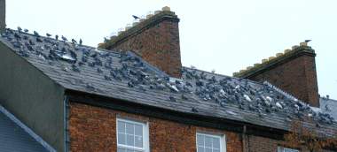 A roof top full of birds