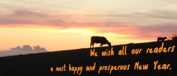 Cows in the sunset