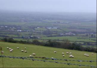 Sheep on Arnold's field