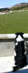 Tudor the border collie