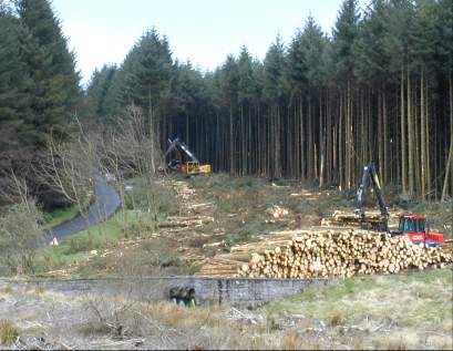 ex forest