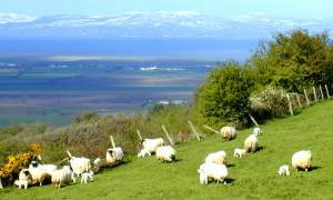Arnold's lambs