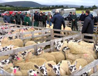 Sheep may nowhere graze.