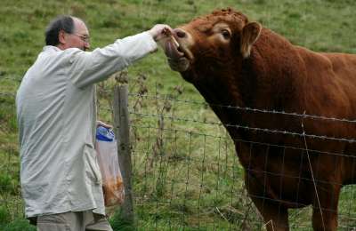 This bull is not rageing