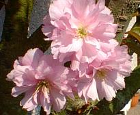 Pink blossoms
