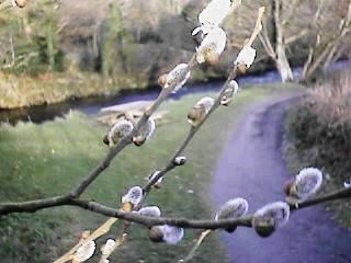 Spring plant