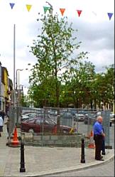 A big new tree